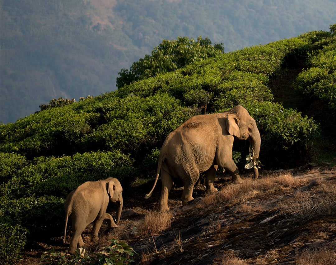 Elephants in the wild